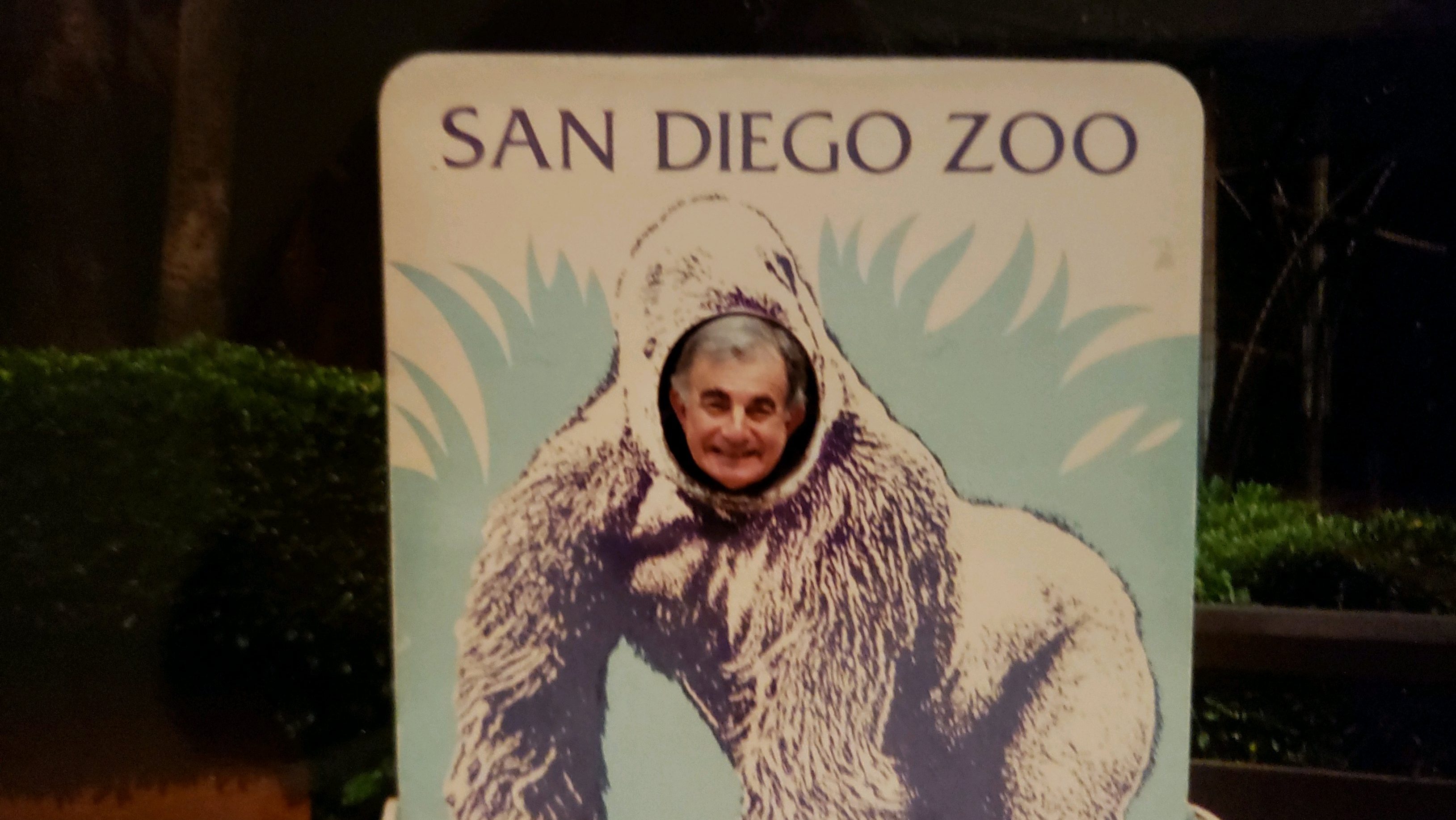 A picture of my grandfather on my dad's side at the San Diego Zoo. He's in the gorilla cutout they used to have ear the gorillas in which he is smiling in place of the gorilla's head. His smile is almost forced and it looks like a hot day. The gorilla is black with some whitening of the painted sign from the sun. There are blue plants in the backdrop of the gorilla.